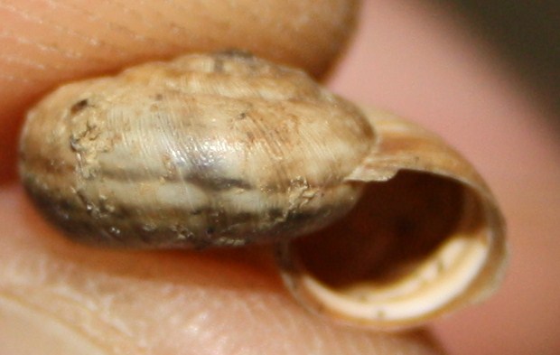 Monacha cartusiana e Cernuella cf. neglecta